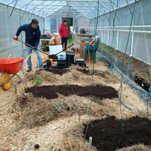 Polytunnel Nov 2024 Lasagna bed preparation 800x800