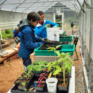 Polytunnel Tending seedlings 800x800